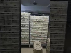 Ποιος είναι ο πιο συνηθισμένος τύπος θερμοκοιτίδας;